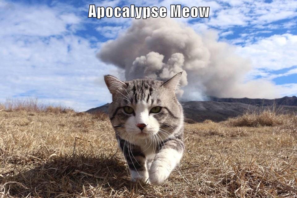 Apocalypse Meow - Lolcats - lol | cat memes | funny cats | funny cat ...