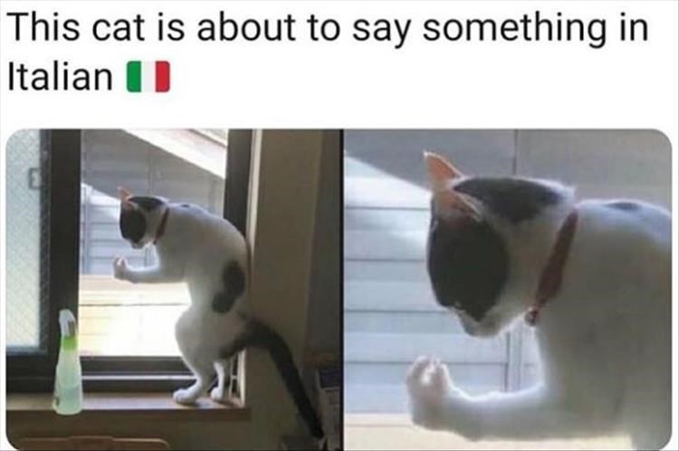 Italian Cat I Can Has Cheezburger