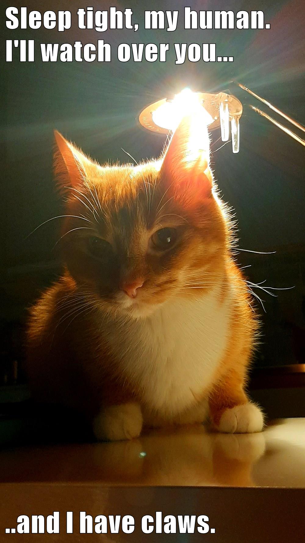 Sleep tight, my human. - Lolcats - lol | cat memes | funny cats | funny cat pictures with words