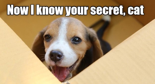 The secret of the cardboard BOX - I Has A Hotdog - Dog Pictures - Funny ...