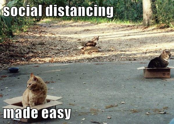 social distancing made easy - Lolcats - lol | cat memes | funny cats ...