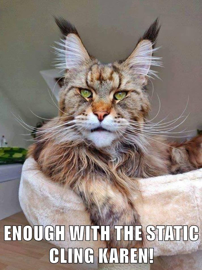 ENOUGH WITH THE STATIC CLING KAREN! Lolcats lol cat memes funny