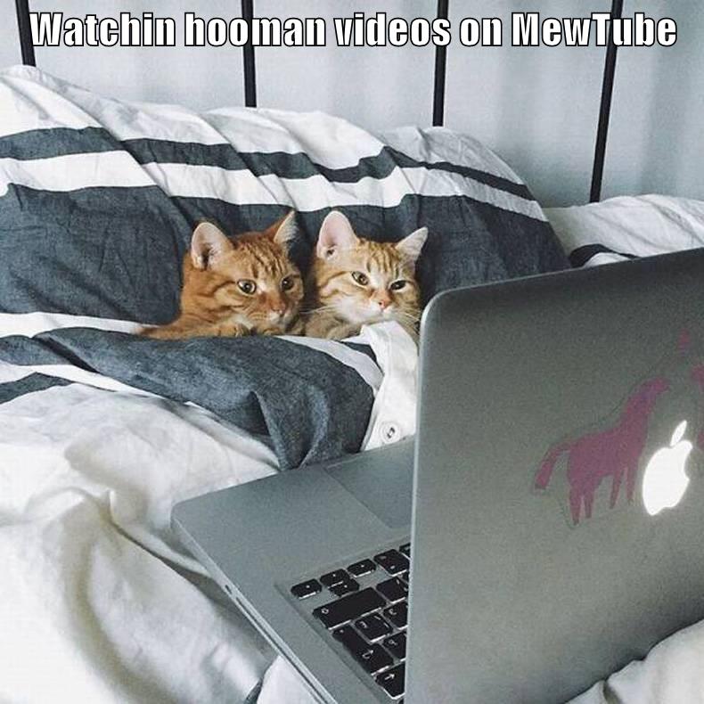 Watchin hooman videos on MewTube - Lolcats - lol | cat memes | funny ...