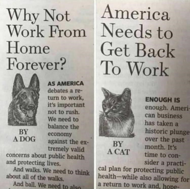 Cat Vs. Dog debate I Can Has Cheezburger?