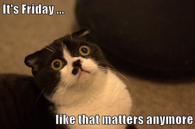 Friday ... - Lolcats - lol | cat memes | funny cats | funny cat ...