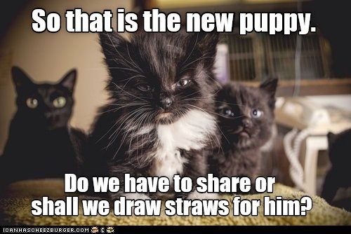 So that is the new puppy - Lolcats - lol | cat memes | funny cats ...