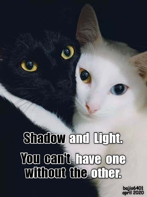 SHADOW AND LIGHT - Lolcats - lol | cat memes | funny cats | funny cat ...