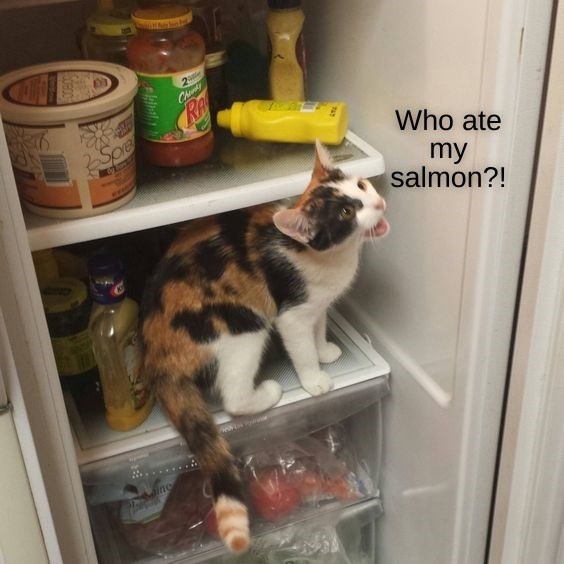 *Your* salmon? - Lolcats - lol | cat memes | funny cats | funny cat ...