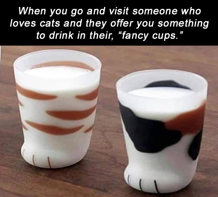 Fancy cups I Can Has Cheezburger?
