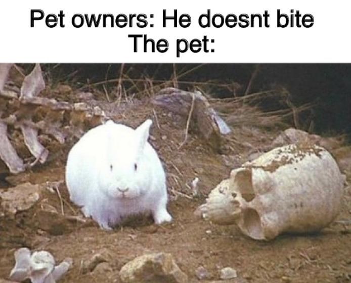 It's The Killer Rabbit of Caerbannog Memebase Funny Memes