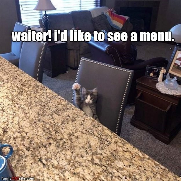 Waiter! - Lolcats - lol | cat memes | funny cats | funny cat pictures ...