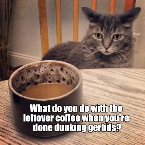 Lolcats - lol | cat memes | funny cats | funny cat pictures with words ...