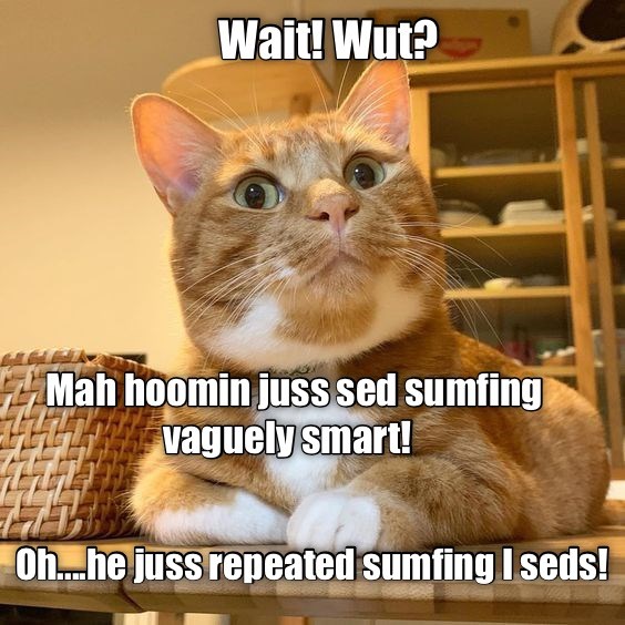 Stoopy hoomin is still stoopy! - Lolcats - lol | cat memes | funny cats ...