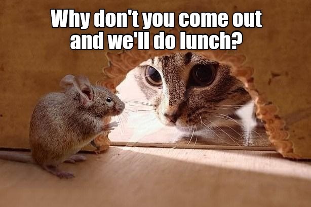 Why don't you come out and we'll do lunch? - Lolcats - lol | cat memes