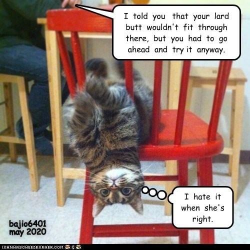 Should Have Listened - Lolcats - Lol 