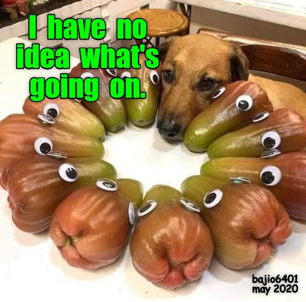 Im Confused I Has A Hotdog Dog Pictures Funny Pictures Of Dogs