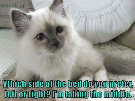 The middle man - Lolcats - lol | cat memes | funny cats | funny cat ...