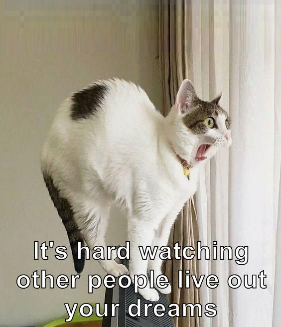 Dream on - Lolcats - lol | cat memes | funny cats | funny cat pictures ...