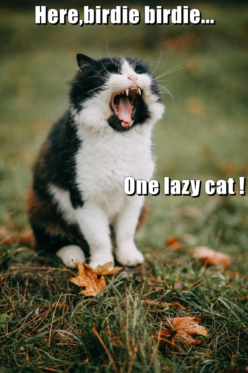 One lazy cat! - Lolcats - lol | cat memes | funny cats | funny cat