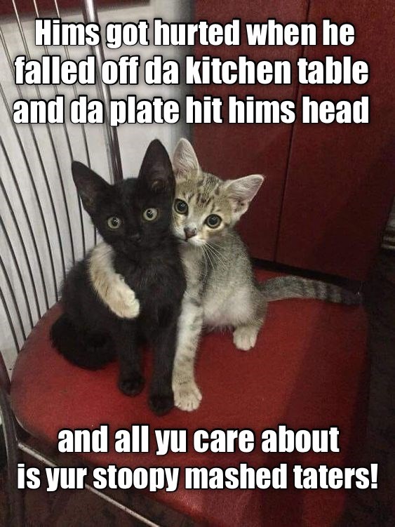 Where's your humanity?! - Lolcats - lol | cat memes | funny cats ...