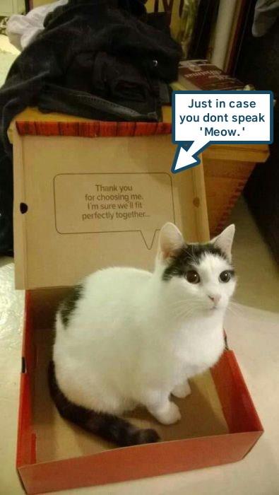 Translation helpfully provided - Lolcats - lol | cat memes | funny cats ...