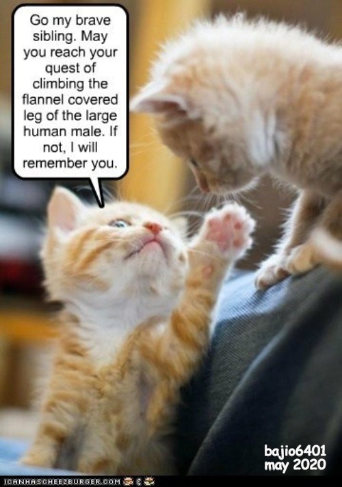 IT'S A DAUNTING QUEST, IT IS - Lolcats - lol | cat memes | funny cats ...