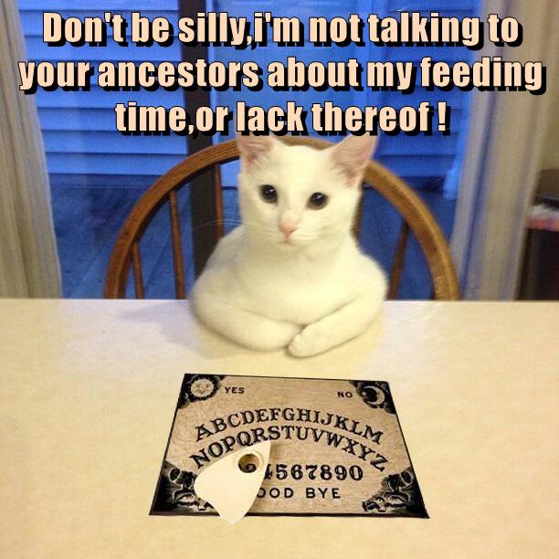 Don T Be Silly Lolcats Lol Cat Memes Funny Cats Funny Cat Pictures With Words On Them Funny Pictures Lol Cat Memes Lol Cats