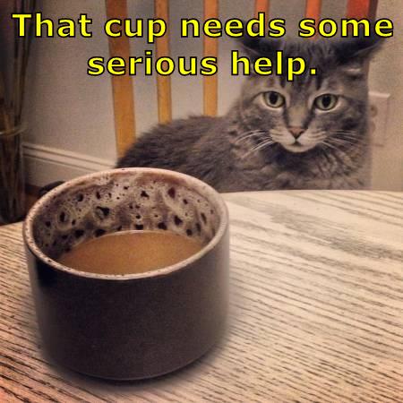 That cup needs some serious help. - Lolcats - lol | cat memes | funny ...