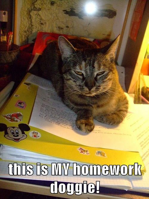 this is MY homework doggie! - Lolcats - lol | cat memes | funny cats ...