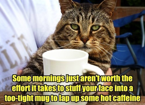 Like This Morning. This Is One Of Those Mornings. - Lolcats - Lol 