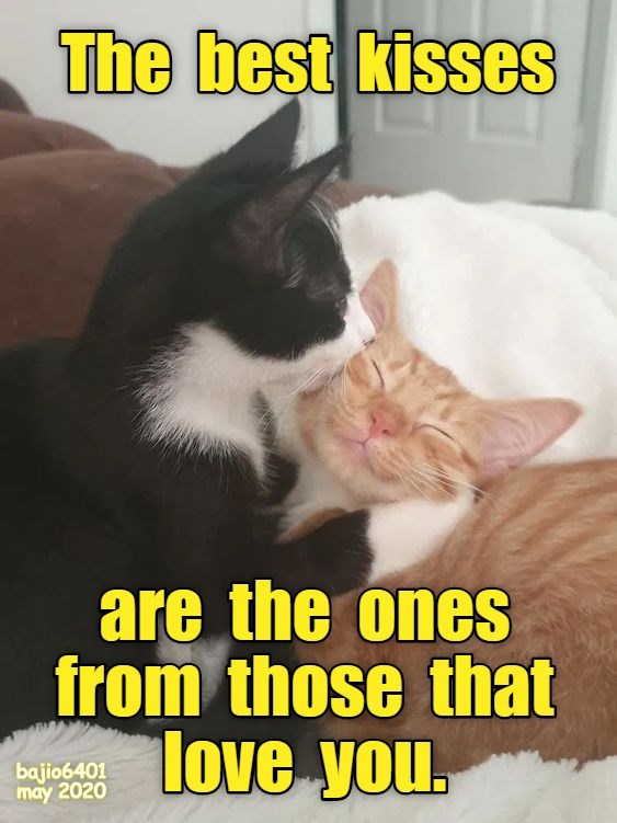 NO DOUBT ABOUT THAT - Lolcats - lol | cat memes | funny cats | funny ...