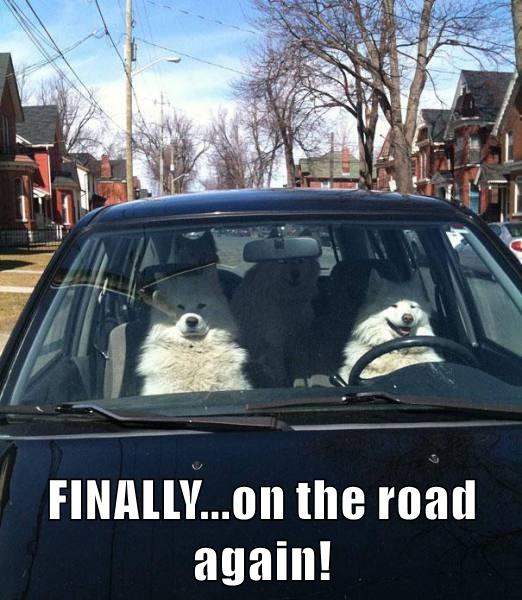 FINALLY...on the road again! - I Has A Hotdog - Dog Pictures - Funny ...