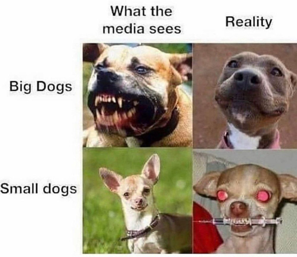 Small Dogs Vs Big Dogs Meme | vlr.eng.br