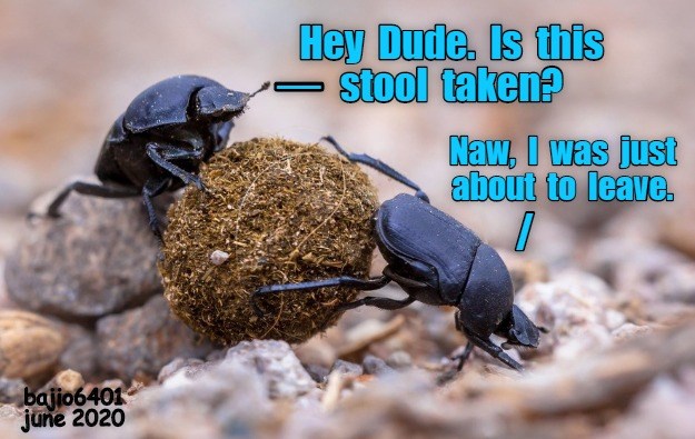 DUNG BEETLE BAR TALK - Animal Comedy - Animal Comedy, funny animals ...