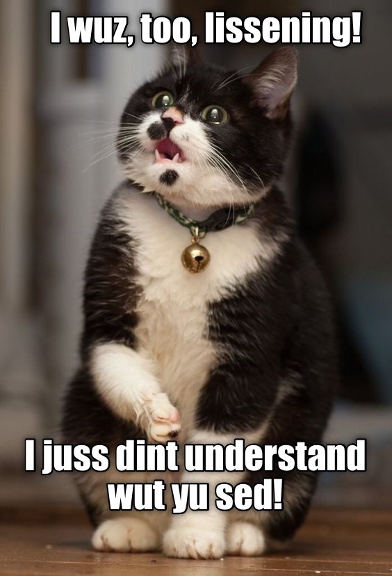 Yu talking to me? - Lolcats - lol | cat memes | funny cats | funny cat