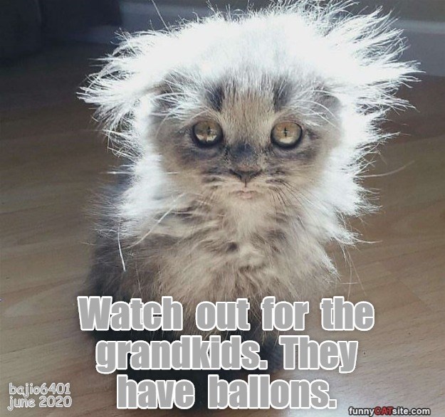 AND THEY'RE NOT AFRAID TO USE THEM - Lolcats - lol | cat ...