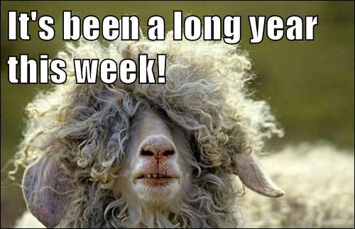 it-s-been-a-long-year-this-week-animal-comedy-animal-comedy-funny