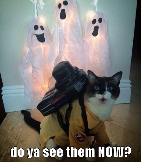 Do ya see them NOW? - Lolcats - lol | cat memes | funny cats | funny ...