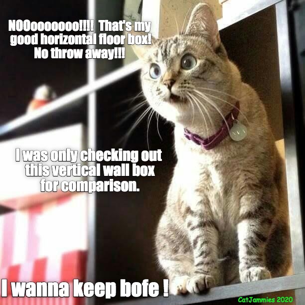 MOM, NOOoooooooo!!! - Lolcats - lol | cat memes | funny cats | funny ...