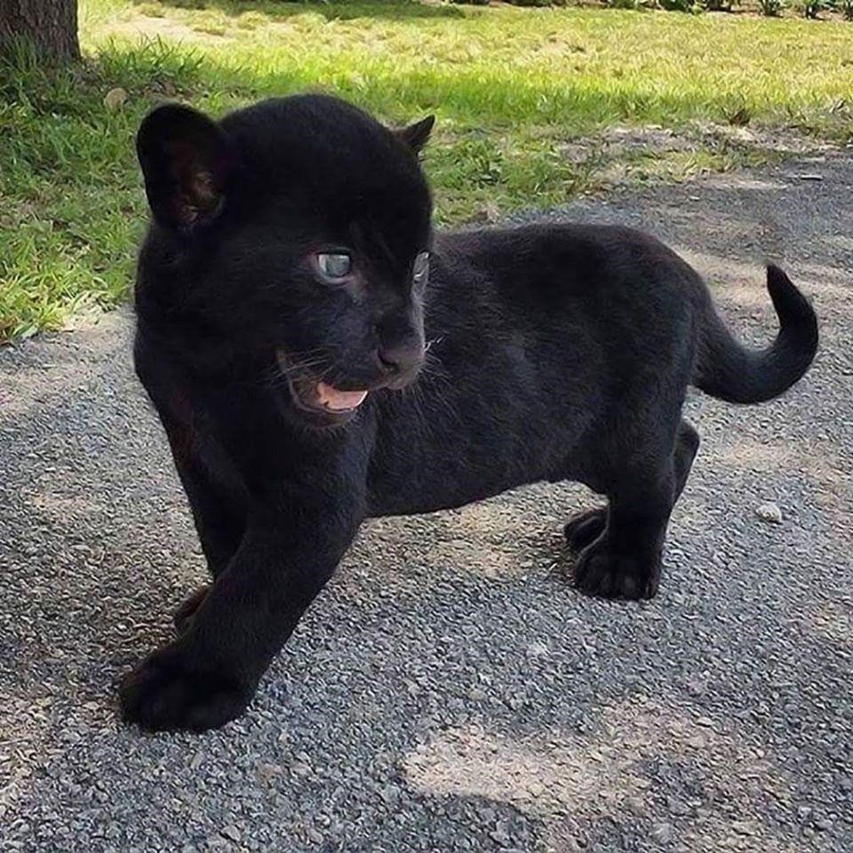 Cute Black Kitten 😻 Transformation Into Panther 🐾 