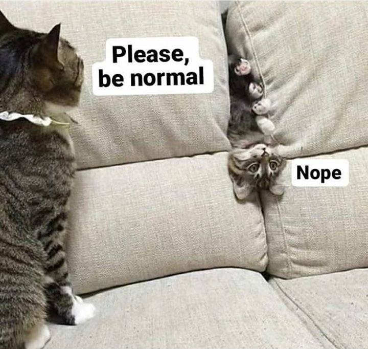 please-i-can-has-cheezburger