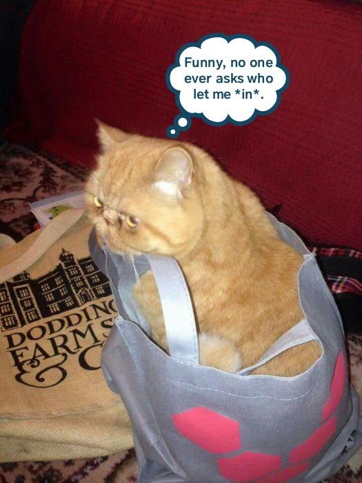 Not that I'm complaining - Lolcats - lol | cat memes | funny cats ...