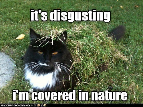 i'm covered in nature - Lolcats - lol | cat memes | funny cats | funny ...