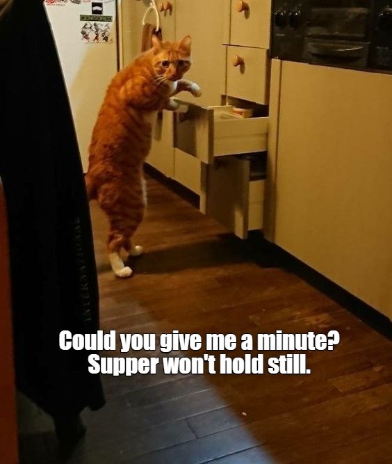 Lolcats - lol | cat memes | funny cats | funny cat pictures with words ...