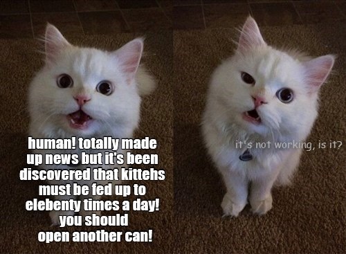 Why won't you believe me? - Lolcats - lol | cat memes | funny cats ...