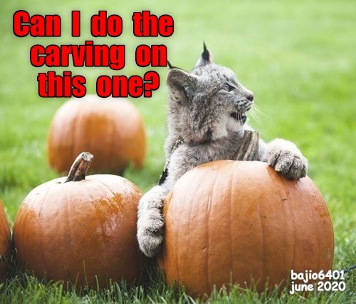 WHEN YOU'RE READY TO CARVE YOUR FIRST PUMPKIN - Animal Comedy - Animal ...