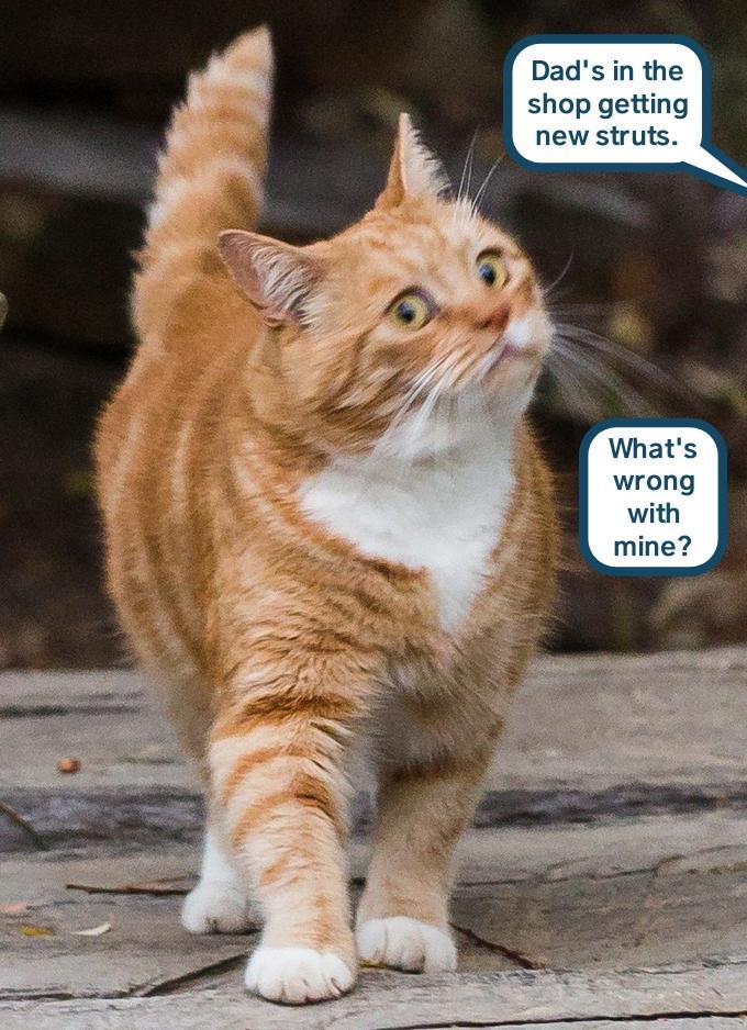 Don't you love to watch cat strut - Lolcats - lol | cat memes | funny