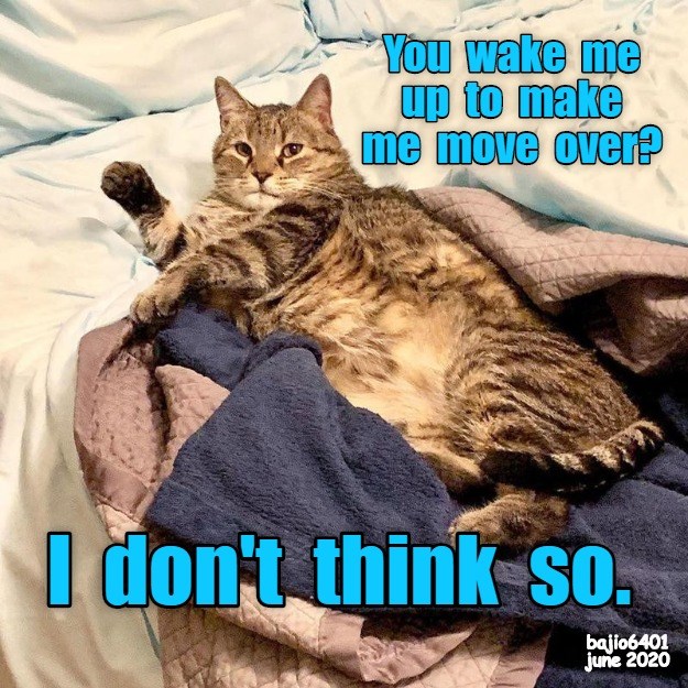 IT DOESN'T WORK THAT WAY - Lolcats - lol | cat memes | funny cats ...