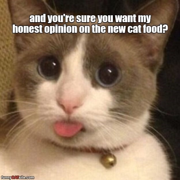 Do you really want to know? - Lolcats - lol | cat memes | funny cats ...