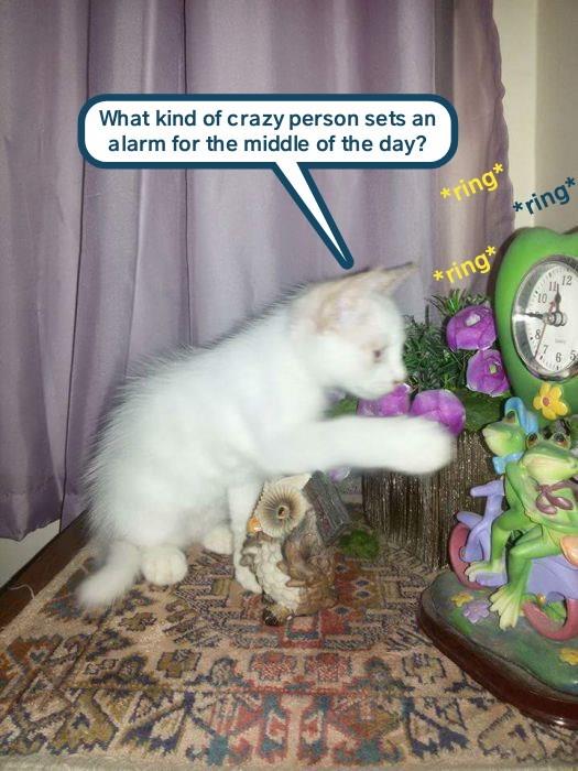 Where's that off switch? - Lolcats - lol | cat memes | funny cats ...